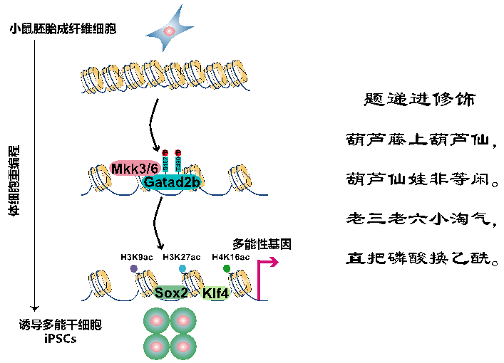 科学家发现激酶解锁异染色质的“递进修饰”模式